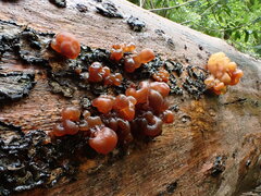 Phaeotremella fimbriata