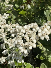 Helichrysum fruticans