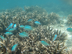 Chromis viridis