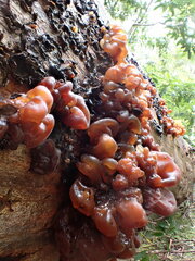 Phaeotremella fimbriata