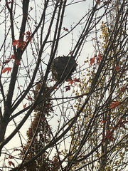 Dolichovespula maculata