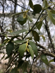 Notothixos subaureus