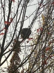 Dolichovespula maculata