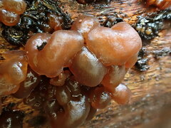 Phaeotremella fimbriata