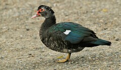 Cairina moschata domestica
