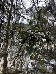 Notothixos subaureus