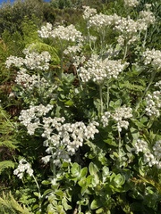 Helichrysum fruticans