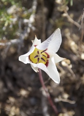 Calochortus bruneaunis