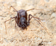 Scytodes elizabethae