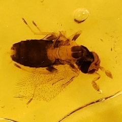Trichogrammatidae