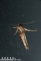 Stathmopoda