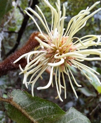 Trichocladus crinitus