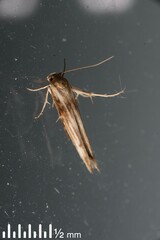 Stathmopoda
