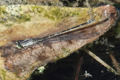 Ischnura damula