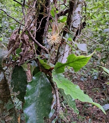 Trichocladus crinitus