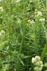 Galium boreale