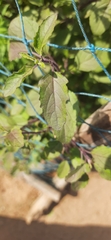 Ocimum