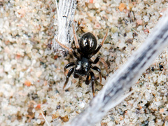 Chalcoscirtus karakurt