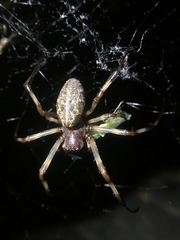 Nephilengys malabarensis