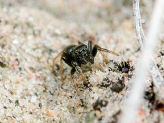 Chalcoscirtus karakurt