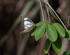 Appias libythea peducaea