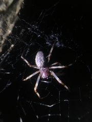 Nephilengys malabarensis