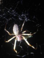 Nephilengys malabarensis