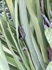 Danaus plexippus
