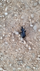 Carabus impressus