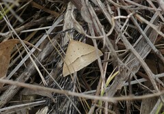 Epidesmia hypenaria