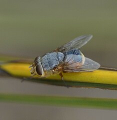 Calliphora