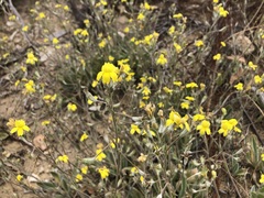 Goodenia robusta