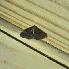 Metalectra praecisalis