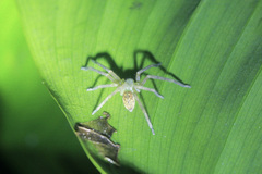 Sparassidae