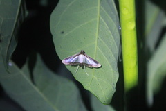 Diaphania