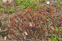 Lysimachia mauritiana