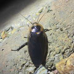 Blaberinae