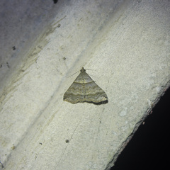 Heterogramma circumflexalis