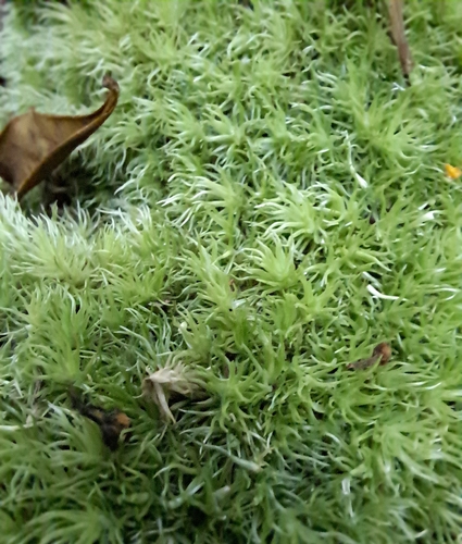 Leucobryum rehmannii observed 2022-11-17