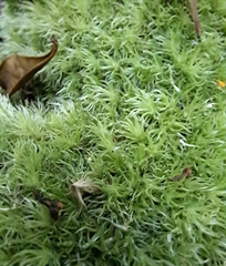 Leucobryum rehmannii