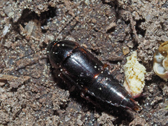 Tachinus