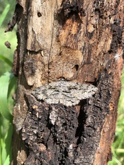 Scioglyptis canescaria