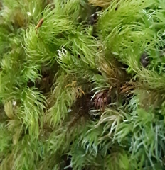 Leucobryum rehmannii