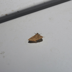 Polygrammodes eleuata