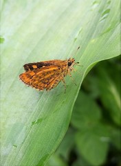 Ampittia dioscorides camertes