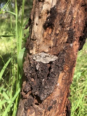 Scioglyptis canescaria