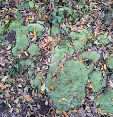 Leucobryum rehmannii