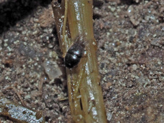 Ptiliidae