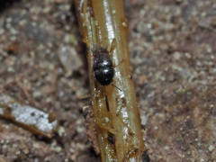 Ptiliidae