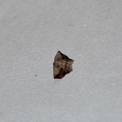 Eusarca concomitaria